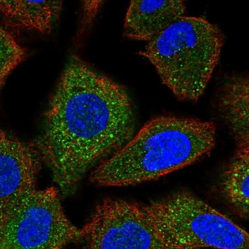 Anti-FANCG antibody produced in rabbit Prestige Antibodies&#174; Powered by Atlas Antibodies, affinity isolated antibody