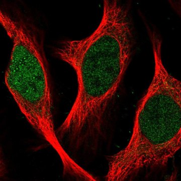 Anti-SGO2 antibody produced in rabbit Prestige Antibodies&#174; Powered by Atlas Antibodies, affinity isolated antibody