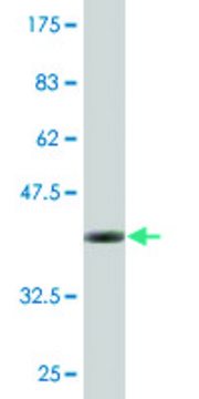 Monoclonal Anti-EXOSC4, (N-terminal) antibody produced in mouse clone 4F9, purified immunoglobulin, buffered aqueous solution