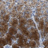 Anti-KLK15 antibody produced in rabbit Prestige Antibodies® Powered by Atlas Antibodies, affinity isolated antibody, buffered aqueous glycerol solution