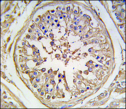 Anti-PUM2 (N-term) antibody produced in rabbit affinity isolated antibody, buffered aqueous solution