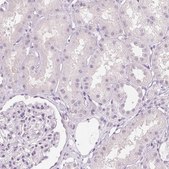 Anti-MUC12 antibody produced in rabbit Prestige Antibodies® Powered by Atlas Antibodies, affinity isolated antibody, buffered aqueous glycerol solution