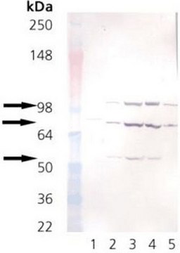 Anti-KDEL Mouse mAb (10C3) liquid, clone 10C3, Calbiochem&#174;