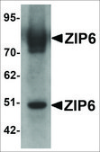 Anti-ZIP6 antibody produced in rabbit affinity isolated antibody, buffered aqueous solution