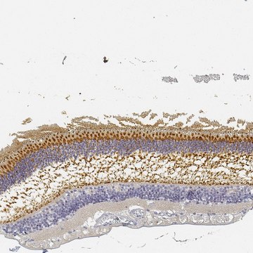 Anti-RP1 antibody produced in rabbit Prestige Antibodies&#174; Powered by Atlas Antibodies, affinity isolated antibody, buffered aqueous glycerol solution