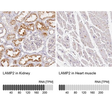 Anti-LAMP2 antibody produced in rabbit Prestige Antibodies&#174; Powered by Atlas Antibodies, affinity isolated antibody, buffered aqueous glycerol solution