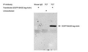 Anti-BASE-tag Antibody, clone 7C7 clone 7C7, from mouse