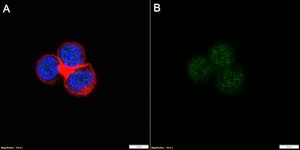Anti-NMI Antibody, clone 1B2 ZooMAb® Rabbit Monoclonal recombinant, expressed in HEK 293 cells