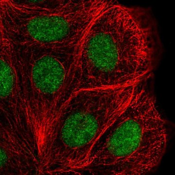 Anti-DHX38 antibody produced in rabbit Prestige Antibodies&#174; Powered by Atlas Antibodies, affinity isolated antibody