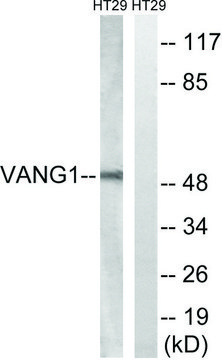 Anti-VANGL1 antibody produced in rabbit affinity isolated antibody