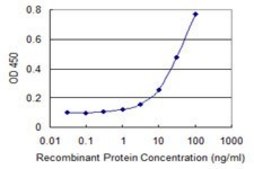 Monoclonal Anti-PKMYT1, (C-terminal) antibody produced in mouse clone 2A3, purified immunoglobulin, buffered aqueous solution