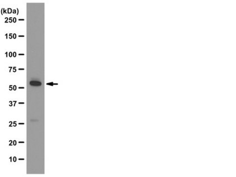 Anti-ATG5 Antibody, clone 177.19 clone 177.19, from mouse