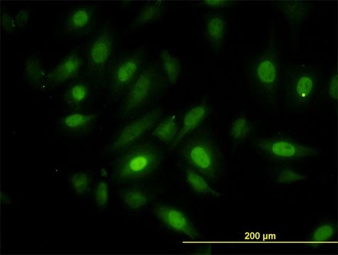 Monoclonal Anti-NEK10 antibody produced in mouse clone 1C9, purified immunoglobulin, buffered aqueous solution