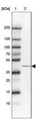 Anti-SCCPDH antibody produced in rabbit Prestige Antibodies® Powered by Atlas Antibodies, affinity isolated antibody, buffered aqueous glycerol solution