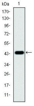 Monoclonal Anti-MAPK3 antibody produced in mouse clone 1E5, ascites fluid