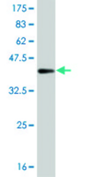 ANTI-BRAF antibody produced in mouse clone 1F2, purified immunoglobulin, buffered aqueous solution