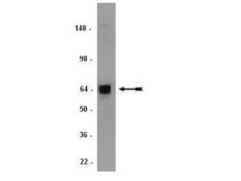 抗ADAMTS-1抗体，克隆5D4E11B6 serum, clone 5D4E11B6, Chemicon&#174;