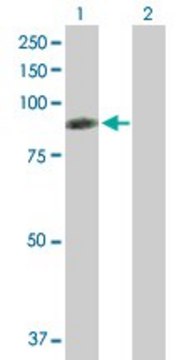 Anti-RDX antibody produced in mouse purified immunoglobulin, buffered aqueous solution