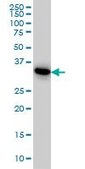 Monoclonal Anti-PRPS1L1 antibody produced in mouse clone 5E10, purified immunoglobulin, buffered aqueous solution