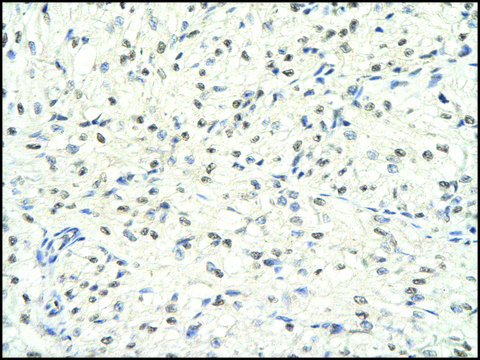 Anti-HDAC1 antibody produced in rabbit affinity isolated antibody