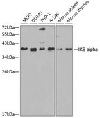 Anti-IKB alpha antibody produced in rabbit
