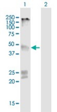 Anti-GPR151 antibody produced in mouse purified immunoglobulin, buffered aqueous solution