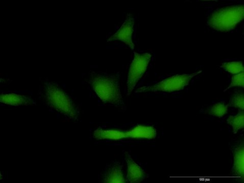 Anti-CCND1 antibody produced in mouse purified immunoglobulin, buffered aqueous solution