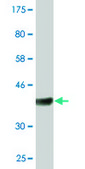 Monoclonal Anti-RASA1, (C-terminal) antibody produced in mouse clone 1E6, purified immunoglobulin, buffered aqueous solution