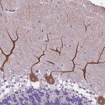 Anti-ADRA2B antibody produced in rabbit Prestige Antibodies&#174; Powered by Atlas Antibodies, affinity isolated antibody, buffered aqueous glycerol solution