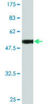 Monoclonal Anti-UCHL1 antibody produced in mouse clone S1, purified immunoglobulin, buffered aqueous solution