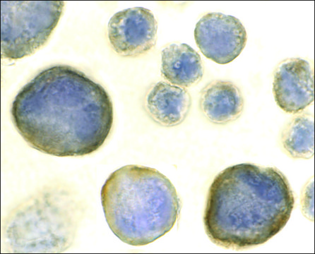 Anti-CXCR4 antibody produced in rabbit IgG fraction of antiserum, buffered aqueous solution