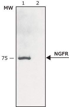 Anti-Nerve Growth Factor Receptor (NGFR p75) antibody produced in rabbit affinity isolated antibody, buffered aqueous solution