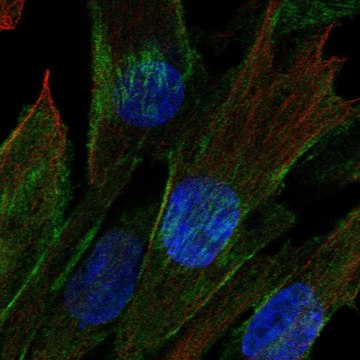 Anti-CDC42EP3 antibody produced in rabbit Prestige Antibodies&#174; Powered by Atlas Antibodies, affinity isolated antibody