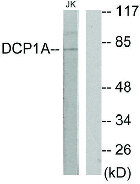 Anti-DCP1A antibody produced in rabbit affinity isolated antibody