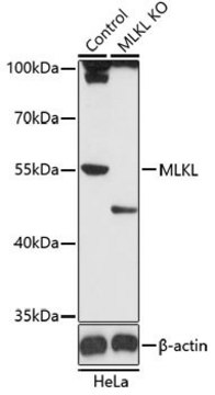 Anti-MLKL antibody produced in rabbit