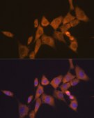 Anti-ATG10 Antibody, clone 2Q3Q3, Rabbit Monoclonal