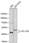 Anti-MT-CYB antibody produced in rabbit