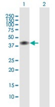 Anti-CD28 antibody produced in mouse purified immunoglobulin, buffered aqueous solution