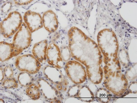 Anti-MAOB antibody produced in mouse purified immunoglobulin, buffered aqueous solution