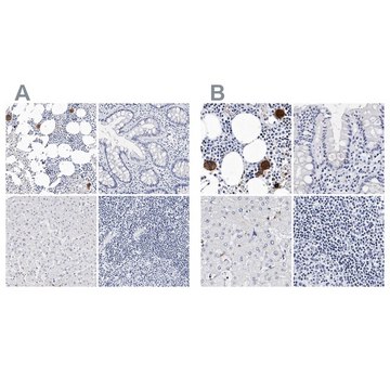 Anti-ITGA2B antibody produced in rabbit Prestige Antibodies&#174; Powered by Atlas Antibodies, affinity isolated antibody, buffered aqueous glycerol solution