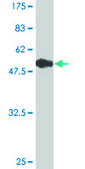 Monoclonal Anti-MED4 antibody produced in mouse clone 2B10, purified immunoglobulin, buffered aqueous solution