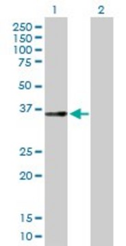 Anti-GPD1L antibody produced in mouse IgG fraction of antiserum, buffered aqueous solution