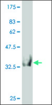 Monoclonal Anti-HOOK2 antibody produced in mouse clone 1E10, purified immunoglobulin, buffered aqueous solution