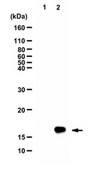 Anti-dimethyl Histone H3 (Arg2) Antibody from rabbit, purified by affinity chromatography