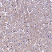 Anti-SPDL1 antibody produced in rabbit affinity isolated antibody, buffered aqueous glycerol solution