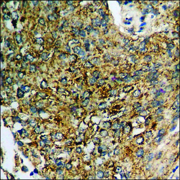 Anti-phospho-SAPK/JNK (pThr183) antibody produced in rabbit affinity isolated antibody