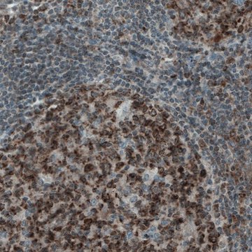 Monoclonal Anti-MCL1 antibody produced in mouse Prestige Antibodies&#174; Powered by Atlas Antibodies, clone CL1128, purified immunoglobulin, buffered aqueous glycerol solution