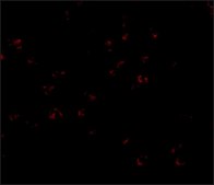 Anti-Bub3 antibody produced in rabbit affinity isolated antibody, buffered aqueous solution