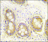 Anti-CCL19 (N-term) antibody produced in rabbit IgG fraction of antiserum, buffered aqueous solution