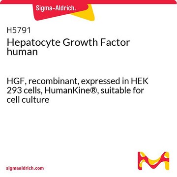 Hepatocyte Growth Factor human HGF, recombinant, expressed in HEK 293 cells, HumanKine&#174;, suitable for cell culture